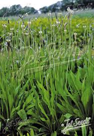 Attēlu rezultāti vaicājumam “Plantago lanceolata”