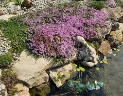 Attēlu rezultāti vaicājumam “Thymus serpyllum”