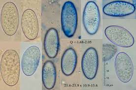 Attēlu rezultāti vaicājumam “Miladina lecithina”