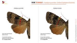Attēlu rezultāti vaicājumam “Amphipyra pyramidea”