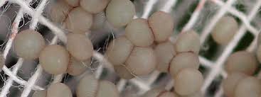 Attēlu rezultāti vaicājumam “Brachionycha nubeculosa”