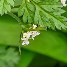 Image result for Anthriscus cerefolium