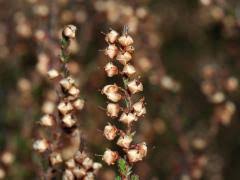 Attēlu rezultāti vaicājumam “Calluna vulgaris fruit”