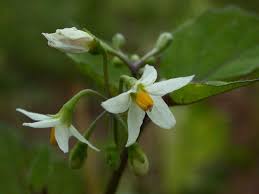 Attēlu rezultāti vaicājumam “Solanum nigrum flower”