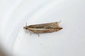 Attēlu rezultāti vaicājumam “Ancylis apicella”