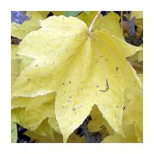 Attēlu rezultāti vaicājumam “Kalopanax septemlobus fruit”