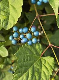 Attēlu rezultāti vaicājumam “Ampelopsis glandulosa var. brevipedunculata”