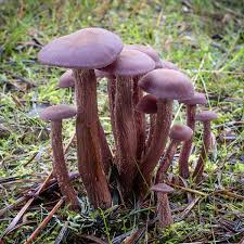 Attēlu rezultāti vaicājumam “Laccaria amethystina”