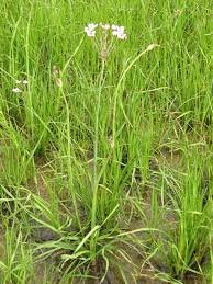 Attēlu rezultāti vaicājumam “Butomus umbellatus fruit”