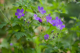 Attēlu rezultāti vaicājumam “Geranium sylvaticum”