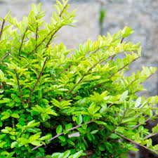 Attēlu rezultāti vaicājumam “Lonicera”