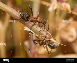 Attēlu rezultāti vaicājumam “Alydus calcaratus”