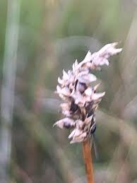 Attēlu rezultāti vaicājumam “Sesleria caerulea leaf”
