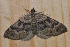 Attēlu rezultāti vaicājumam “Xanthorhoe quadrifasiata”