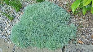 Attēlu rezultāti vaicājumam “Dianthus arenarius”