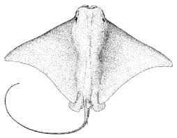 Image result for Rhinoptera brasiliensis