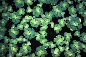 Attēlu rezultāti vaicājumam “Pistia stratiotes”