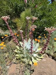 Attēlu rezultāti vaicājumam “Crassulaceae”