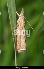 Attēlu rezultāti vaicājumam “Chrysoteuchia culmella”