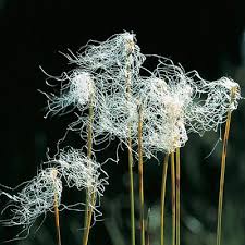 Attēlu rezultāti vaicājumam “Trichophorum alpinum”