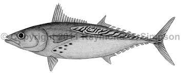 Image result for Euthynnus alletteratus