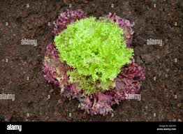 Image result for Endivie