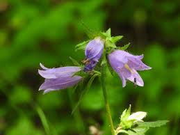 Attēlu rezultāti vaicājumam “Campanula trachelium flower”