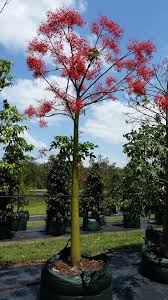 Attēlu rezultāti vaicājumam “Cirriphyllum piliferum sporophyte”