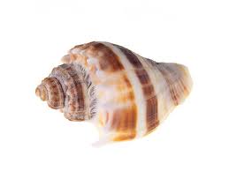 Image result for Melongena corona