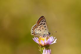 Attēlu rezultāti vaicājumam “Lycaena tityrus female”