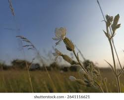 Attēlu rezultāti vaicājumam “Silene latifolia subsp. alba”