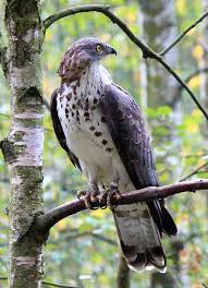 Attēlu rezultāti vaicājumam “Pernis apivorus”