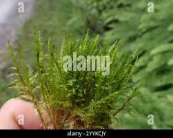 Attēlu rezultāti vaicājumam “Calliergonella cuspidata”