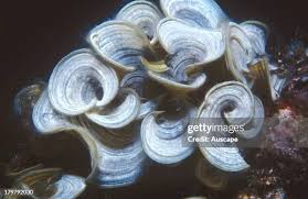 Attēlu rezultāti vaicājumam “Dictydiaethaliaceae”