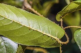 Attēlu rezultāti vaicājumam “Rubus nessensis leaf”