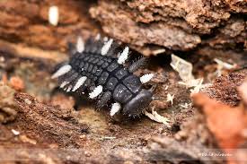 Attēlu rezultāti vaicājumam “Endomychidae”