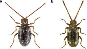 Attēlu rezultāti vaicājumam “Ptinus sp. male”