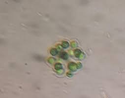 Attēlu rezultāti vaicājumam “Chaetophora pisiformis”