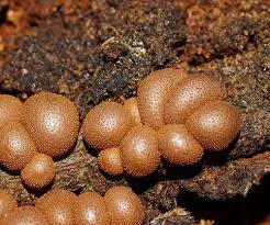 Attēlu rezultāti vaicājumam “Lycogala cf. fossiculatum macro”