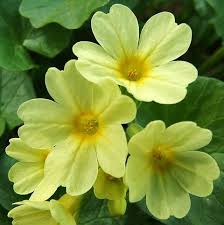 Attēlu rezultāti vaicājumam “Primula elatior”