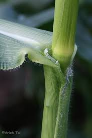 Attēlu rezultāti vaicājumam “Zea mays”