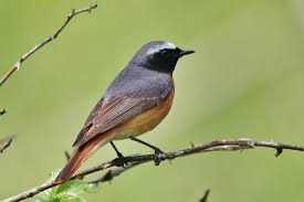 Attēlu rezultāti vaicājumam “Phoenicurus phoenicurus”