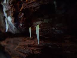 Attēlu rezultāti vaicājumam “Mucronella subtilis”