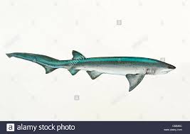 Image result for Notorynchus cepedianus