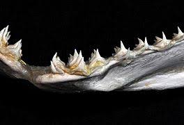 Image result for Squatina dumeril