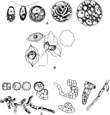 Attēlu rezultāti vaicājumam “Willkommlangea reticulata young”