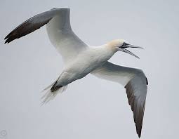 Image result for Morus bassanus