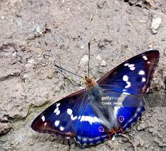 Attēlu rezultāti vaicājumam “Apatura iris”