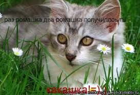 Картинки по запросу ты какашка