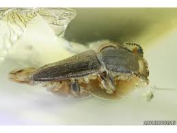 Attēlu rezultāti vaicājumam “Silvanidae”